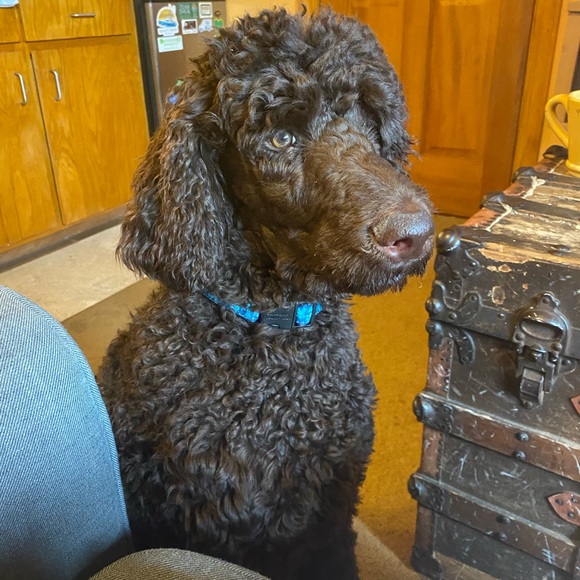 Meet your Posher, Jacki - Picture 1 of 1